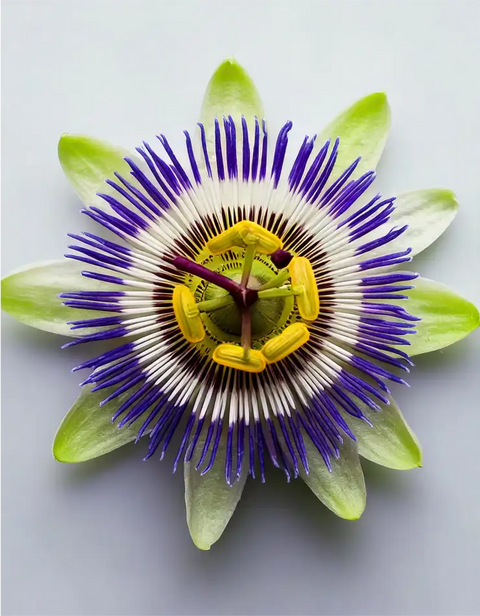 Floarea pasiunii (4% flavonoide)